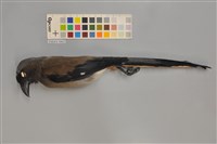 藏品(樹鵲)的圖片